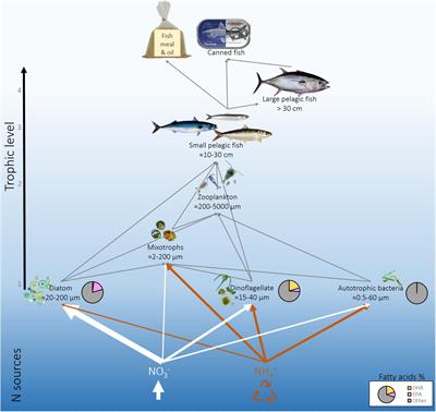 Frontiers Omega 3 Pathways in Upwelling Systems The Link to